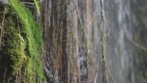 cascade dans la forêt 
