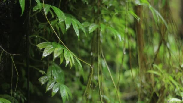 ジャングルの自然。滝と植物. — ストック動画