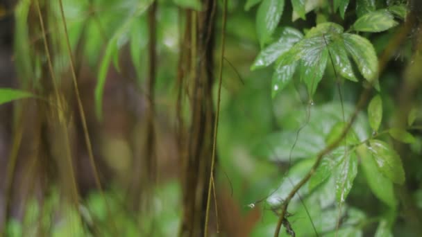 A natureza da selva. Cachoeiras e plantas . — Vídeo de Stock