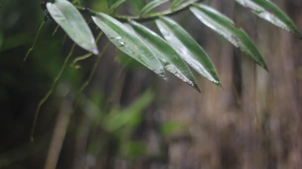 A natureza da selva. Cachoeiras e plantas . — Vídeo de Stock