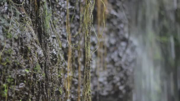 Dschungel Natur. Wasserfälle und Pflanzen. — Stockvideo