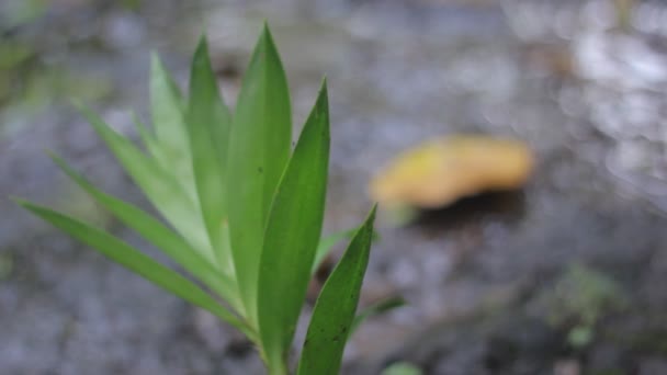 Dschungel Natur. Wasserfälle und Pflanzen. — Stockvideo