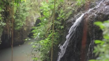 Orman doğa. Şelaleler ve bitkiler.