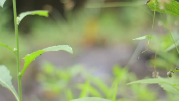 A natureza da selva. Cachoeiras e plantas . — Vídeo de Stock