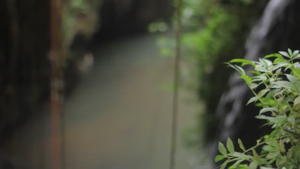 A natureza da selva. Cachoeiras e plantas . — Vídeo de Stock