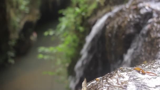 Aard van de jungle. Watervallen en planten. — Stockvideo