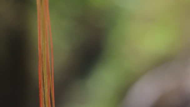 Dschungel Natur. Wasserfälle und Pflanzen. — Stockvideo