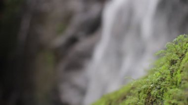 Orman doğa. Şelaleler ve bitkiler.