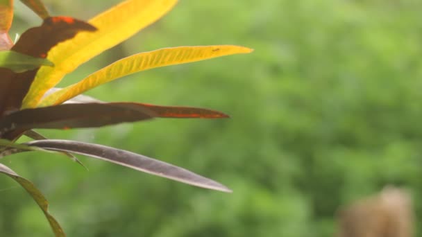 Aard van de jungle. Watervallen en planten. — Stockvideo