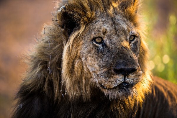 Lion male at sunset