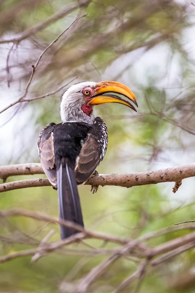 Yellow-billed neushoornvogel — Stockfoto