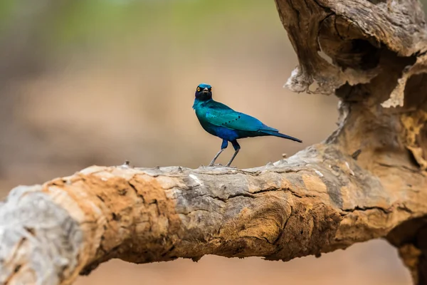 büyük bir dal üzerinde oturan lamprotornis