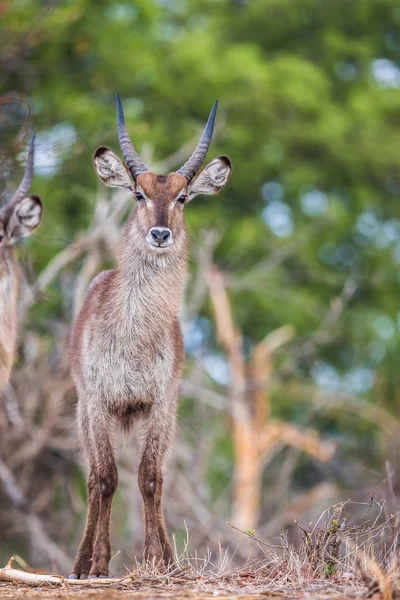 waterbuck ayakta ve izlerken