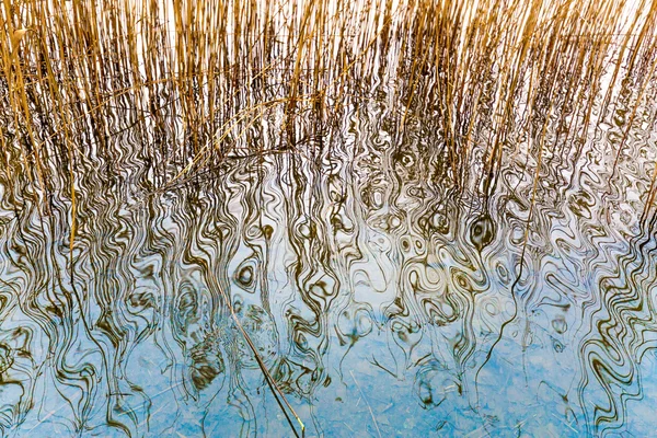 dalgalı suda yansıyan reed