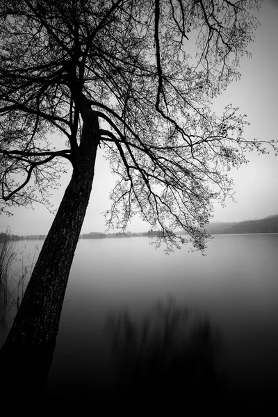 Schieferbaum am Ufer eines ruhigen Sees — Stockfoto