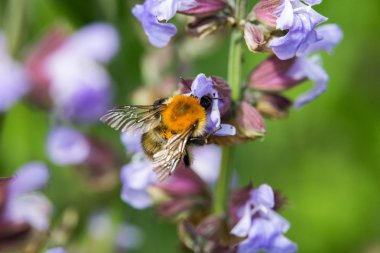 Bumblebee çiçekli adaçayı üzerinde