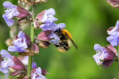 Bumblebee çiçekli adaçayı üzerinde