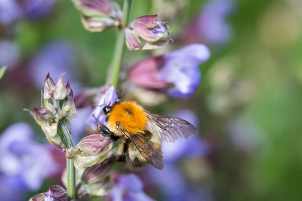 Bumblebee çiçekli adaçayı üzerinde
