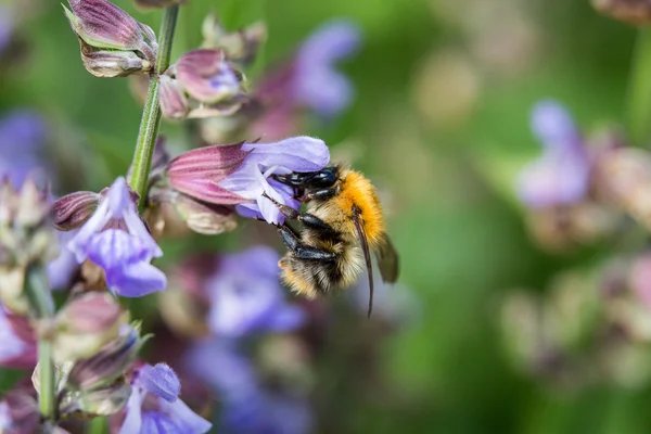 Bumblebee çiçekli adaçayı üzerinde