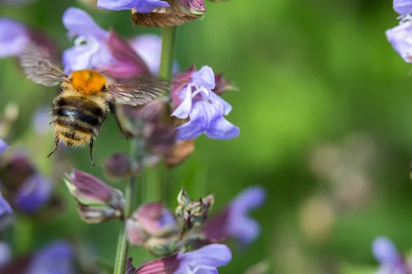 Bumblebee çiçekli adaçayı üzerinde