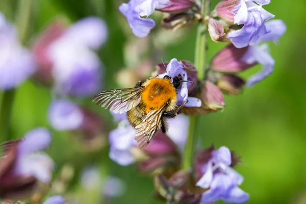 Bumblebee çiçekli adaçayı üzerinde