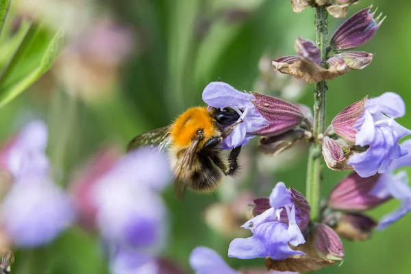 Bumblebee çiçekli adaçayı üzerinde