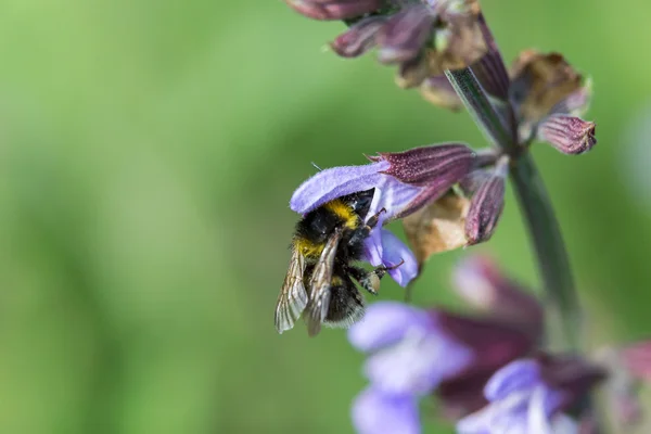 Bumblebee çiçekli adaçayı üzerinde