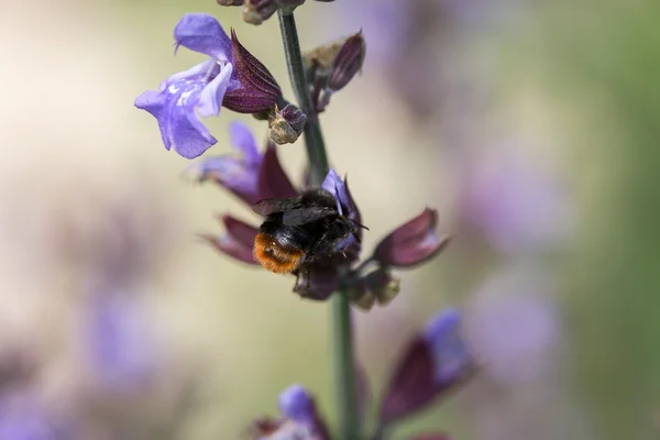 Bumblebee çiçekli adaçayı üzerinde