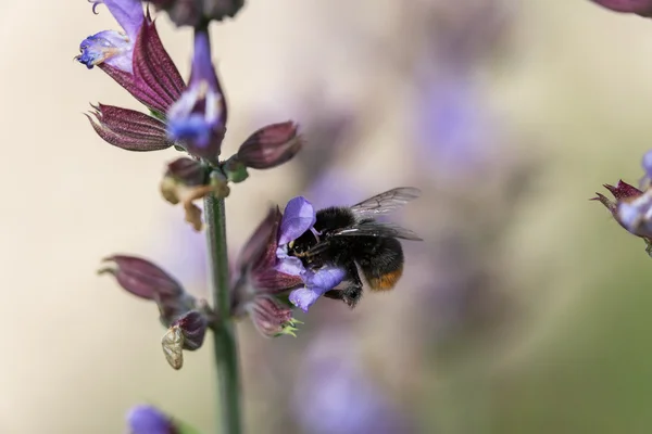 Bumblebee çiçekli adaçayı üzerinde