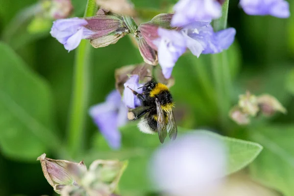 Bumblebee çiçekli adaçayı üzerinde