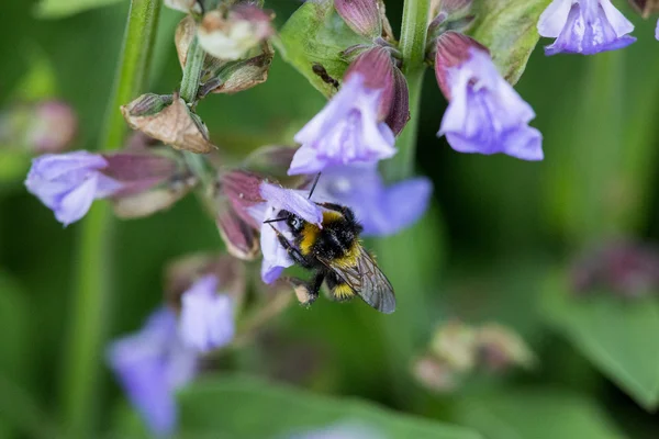 Bumblebee çiçekli adaçayı üzerinde