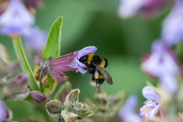 Bumblebee çiçekli adaçayı üzerinde