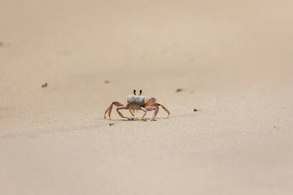 Crab on the shore — Stock Photo, Image