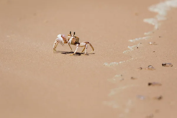 Crab on the shore — Stock Photo, Image