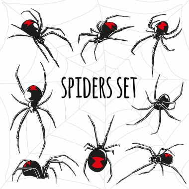 black widow spider vector set clipart