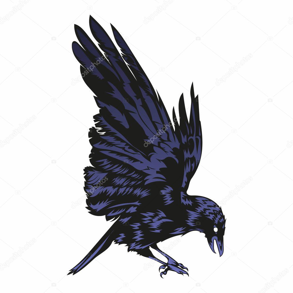 dark wing crow vector illustration