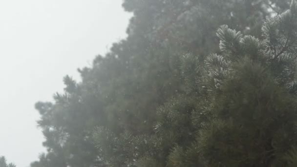 雪落在冷杉树的背景. — 图库视频影像