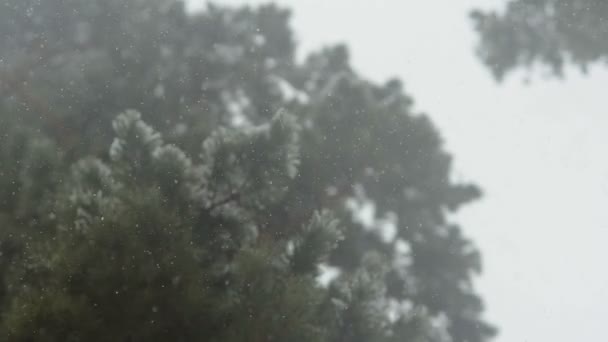 La neige tombe sur le fond des sapins . — Video