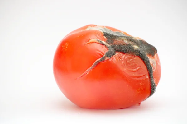 Заплесневелые помидоры, крупным планом — стоковое фото