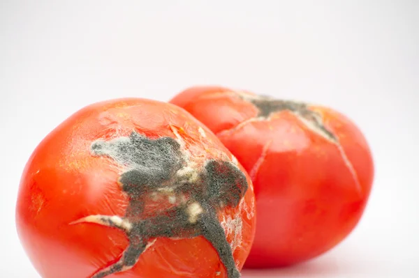 Tomato(es) pleśnią, zbliżenie — Zdjęcie stockowe