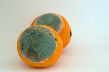 İki küflü portakal