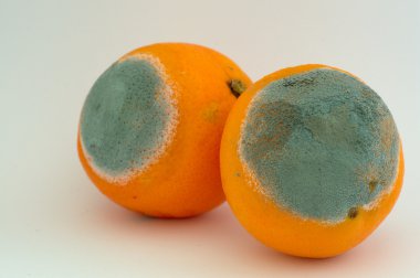 İki küflü portakal