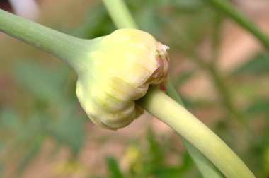 Genç sarımsak bulbil bitki üzerinde