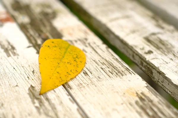 Herabgefallenes rotes Blatt / Blätter auf dem Bankett und Boden — Stockfoto