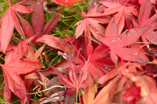 Падший красный лист / листья на лавочке и земле — стоковое фото