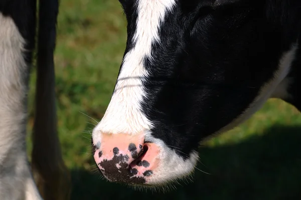 Fechar a boca de uma vaca — Fotografia de Stock