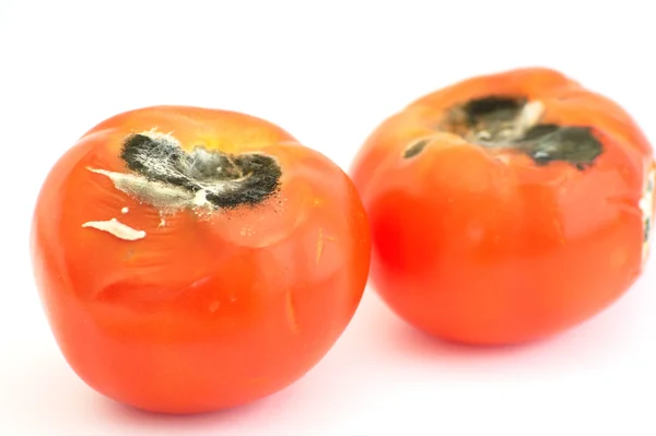 Заплесневелые помидоры ) — стоковое фото
