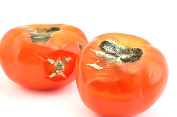 Spleśniały pomidorowy (es) — Zdjęcie stockowe