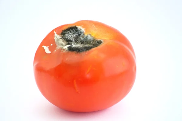 Заплесневелые помидоры ) — стоковое фото