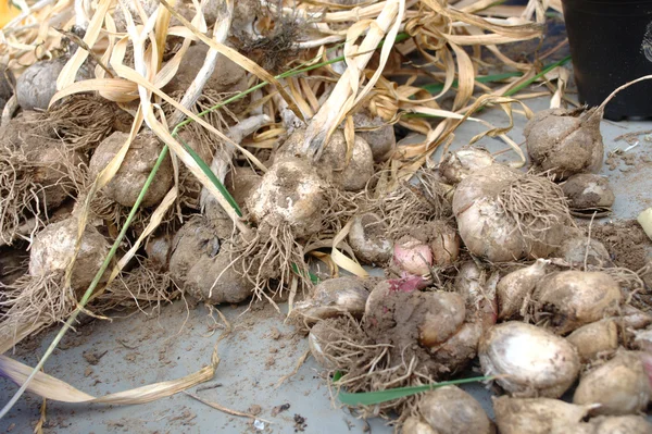 New harvest of garlic — Stock Photo, Image